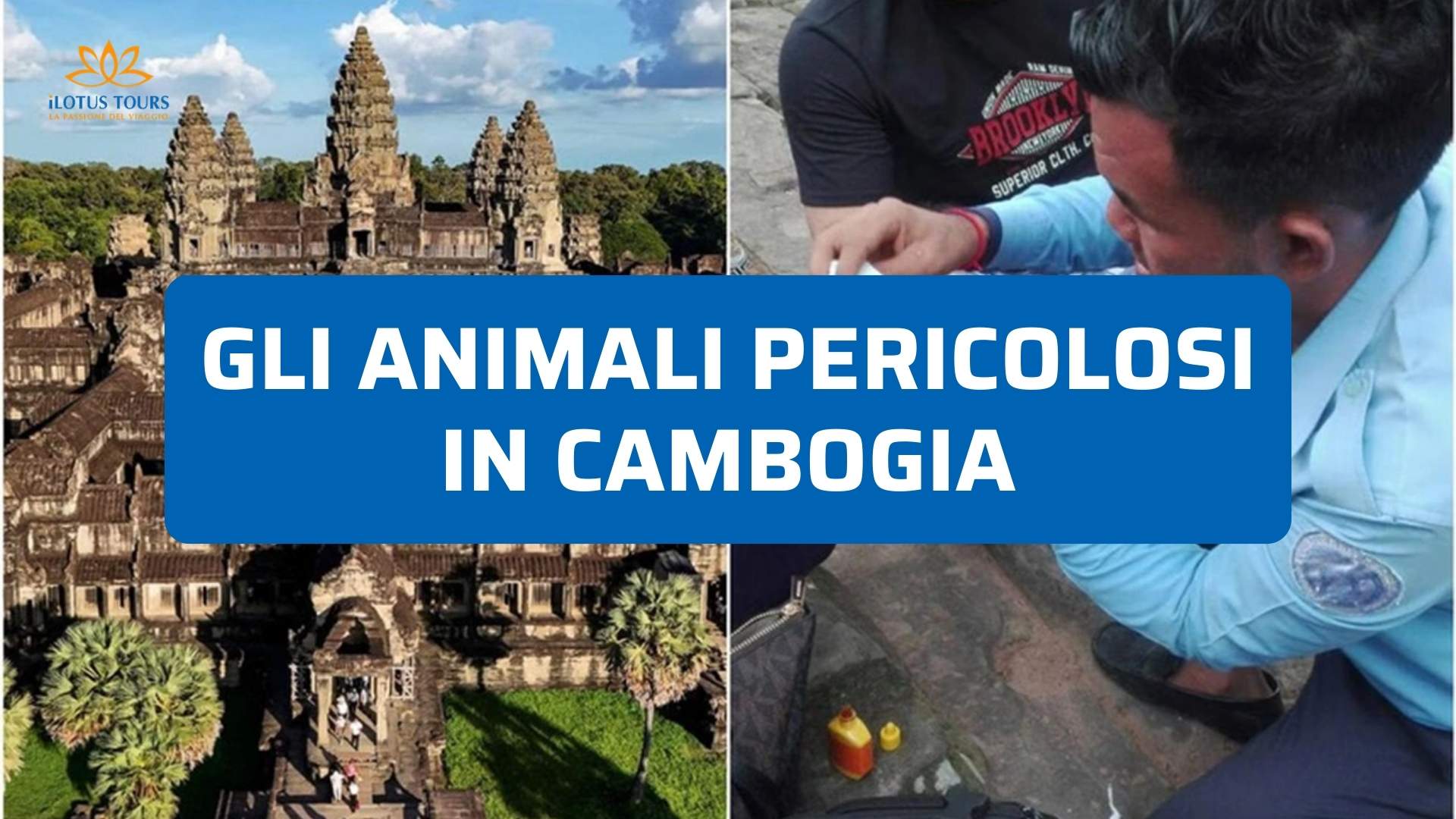 Animali pericolosi in Cambogia: guida pratica e consigli veri