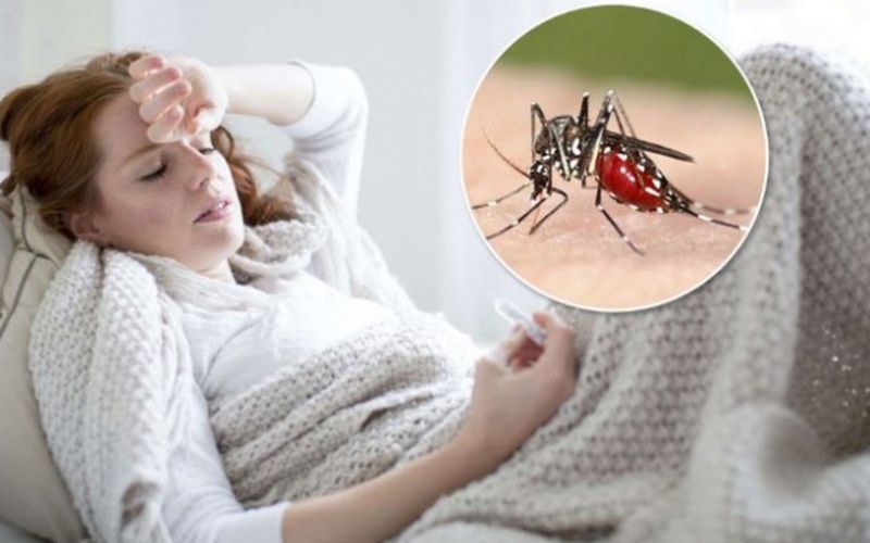 Insetti e rettili pericolosi