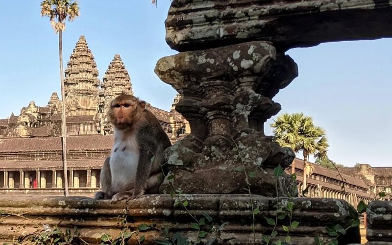 Scimmie nelle zone turistiche