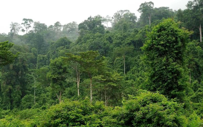 Dove si trovano i Monti Cardamomi Cambogia