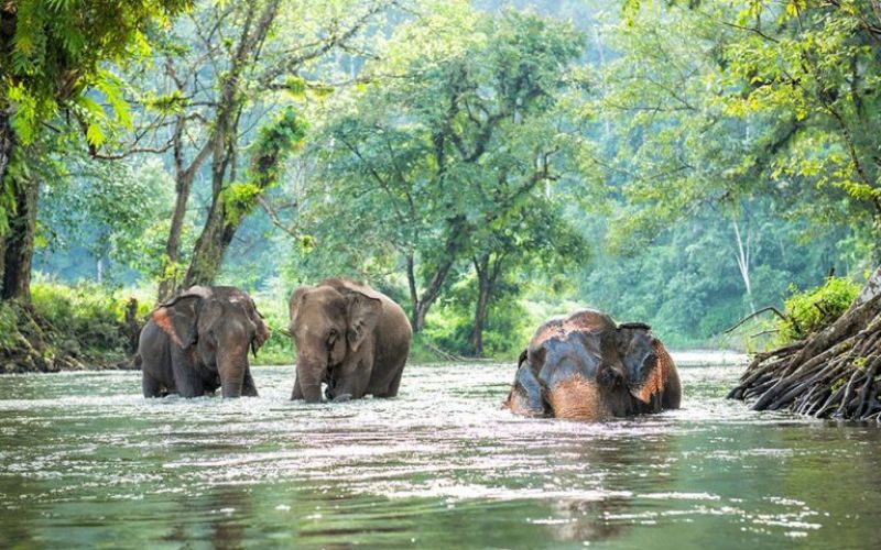 Quando visitare i Monti Cardamomi Cambogia