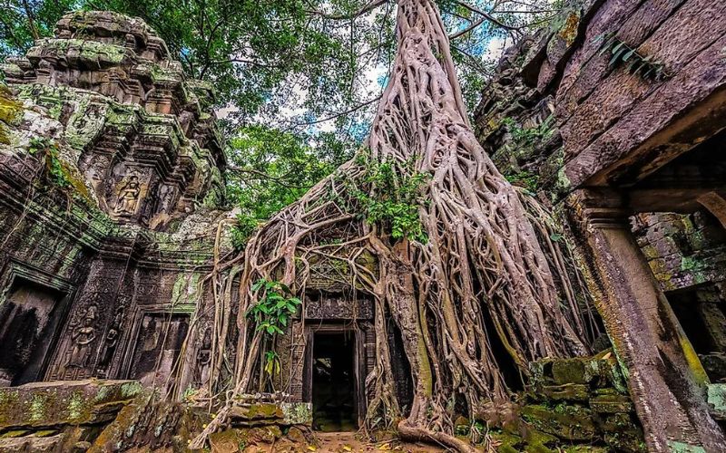 Consigli pratici per visitare gli alberi del Ta Prohm