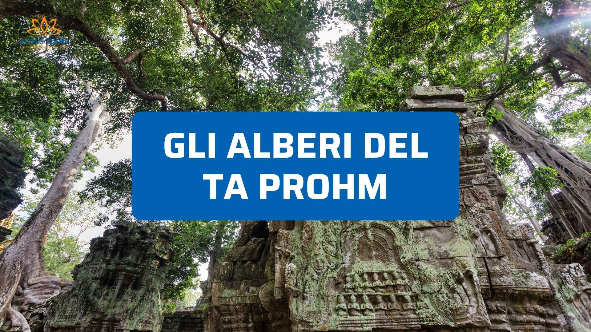 Gli alberi del Ta Prohm: tra rovine antiche e radici giganti