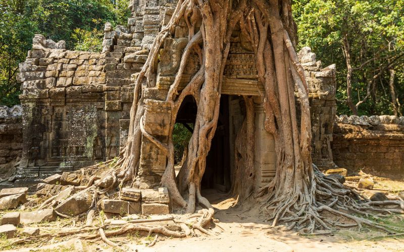 Le radici degli alberi del Ta Prohm
