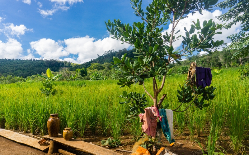 Mondulkiri e altopiano est
