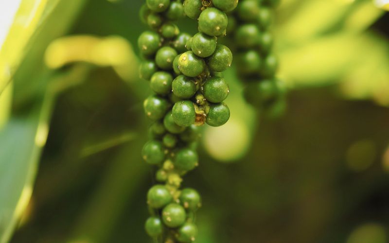 Piantagioni di pepe di Kampot