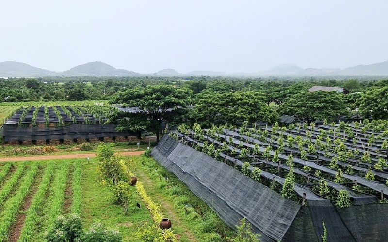 Le piantagioni di pepe Kampot