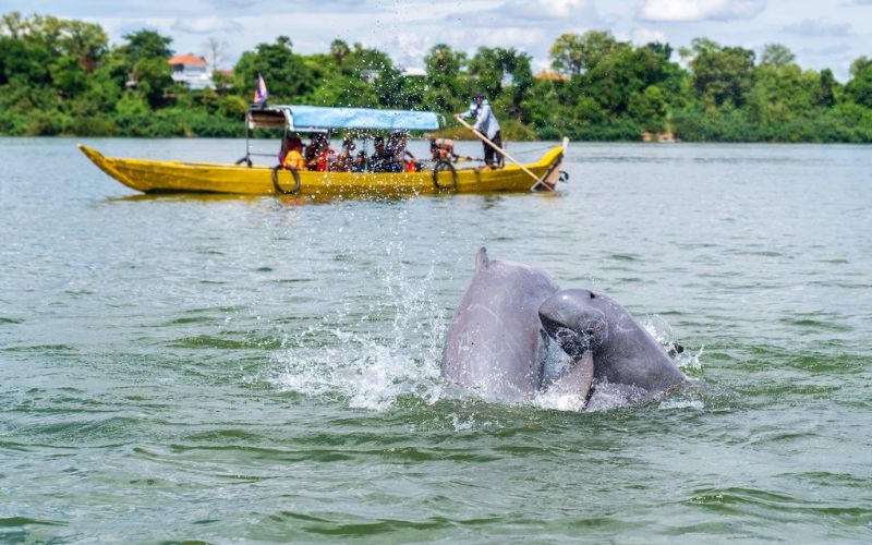 Come Vedere i Delfini durante la Visita a Kratie
