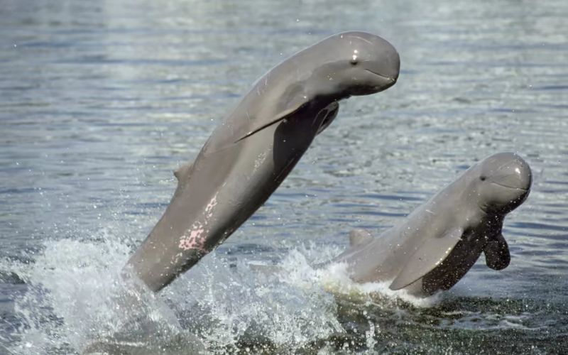 I Delfini dell'Irrawaddy a Kratie