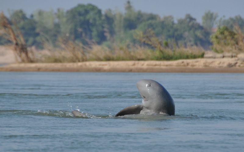 Le Regole per un'Osservazione Responsabile dei Delfini