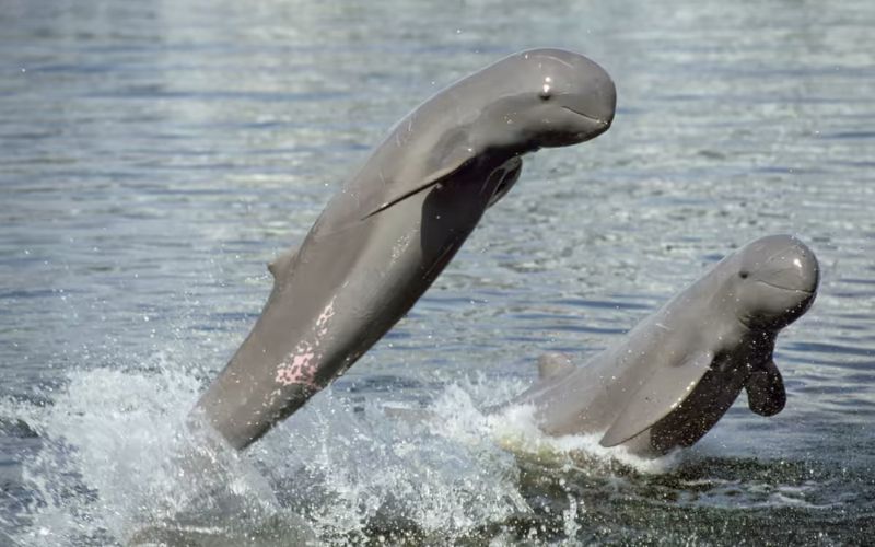 I Delfini dell'Irrawaddy sul Mekong