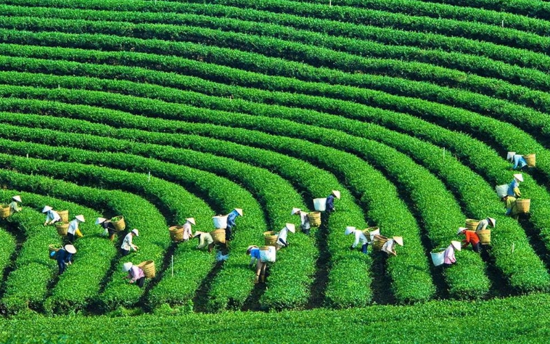 Azienda agricola statale di Moc Chau