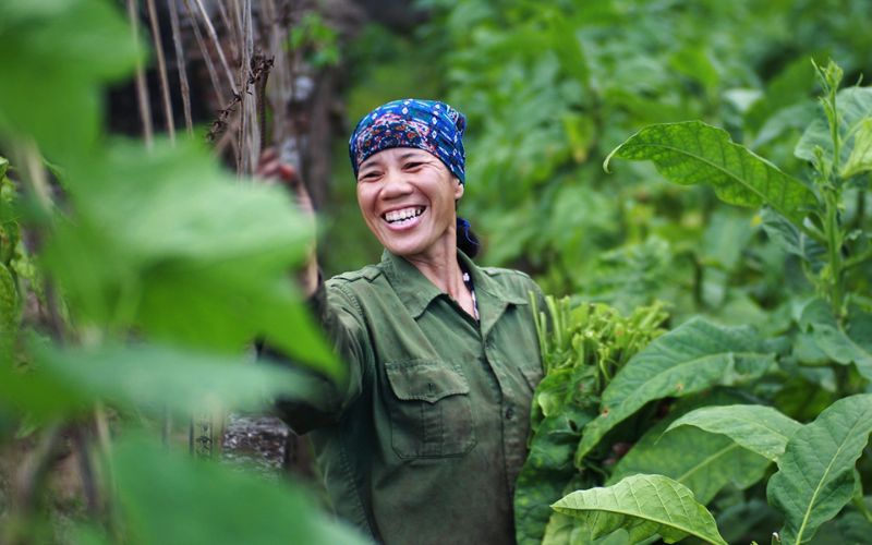 Il tabacco tradizionale in Vietnam nella cultura e nella societ&agrave;