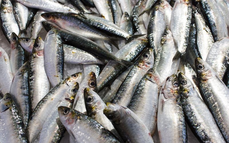 Gli ingredienti della salsa di pesce liquida