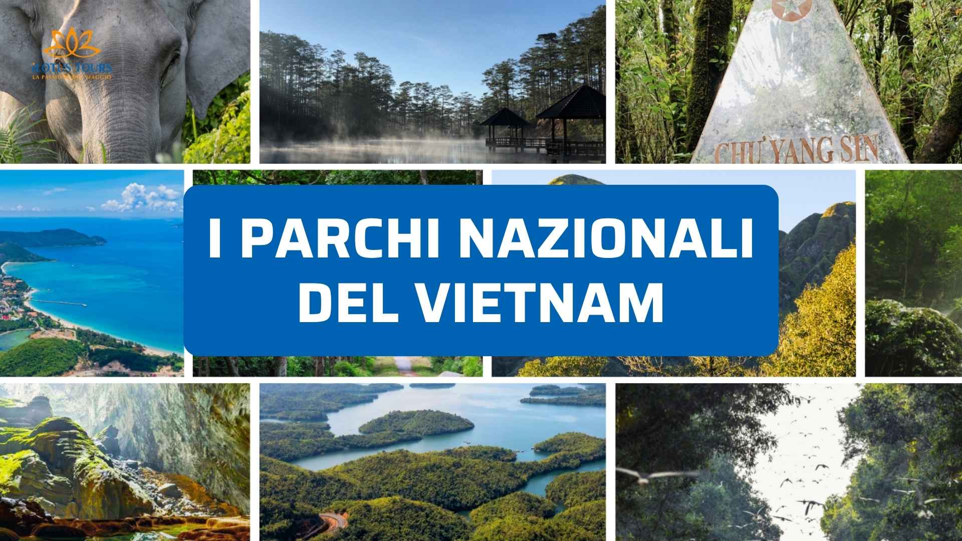Parchi Nazionali del Vietnam: Dove Vedere la Natura Più Selvaggia e Incontaminata