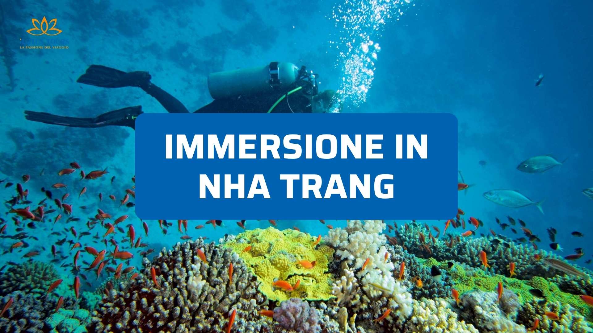 Immersione in Vietnam: I Migliori Siti per Fare Snorkeling và Diving a Nha Trang