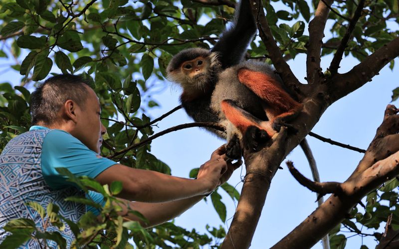 Osservazione del douc langur