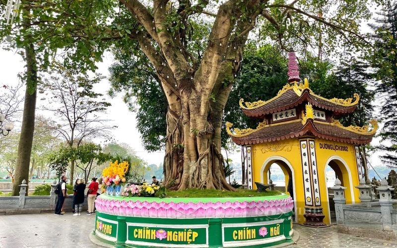 Albero di Bodhi della Pagoda di Tran Quoc