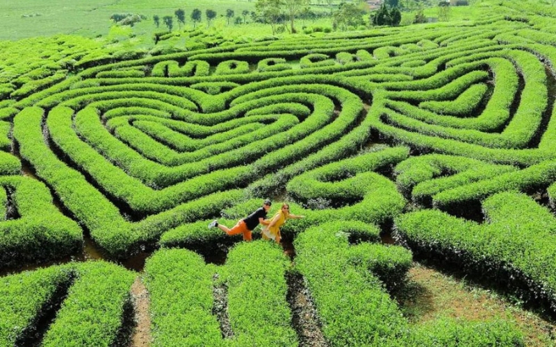 Collina del tè a forma di cuore 