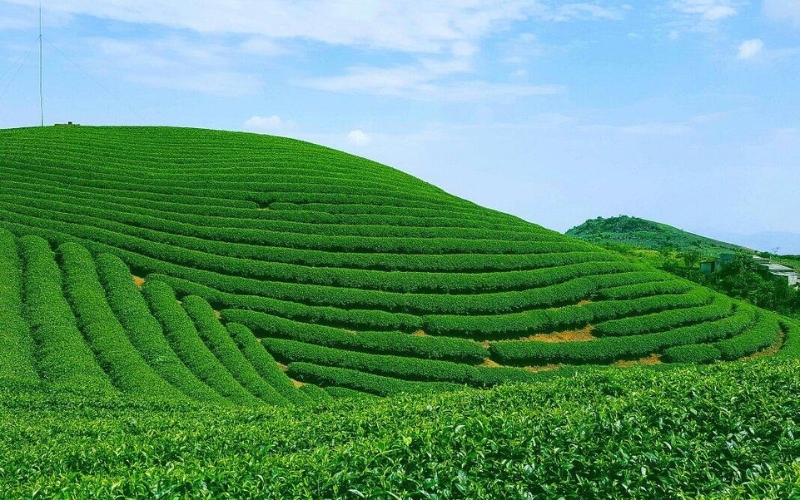 Piantagione di te olong Moc Suong