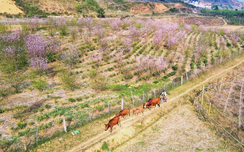 Villaggio Long Luong