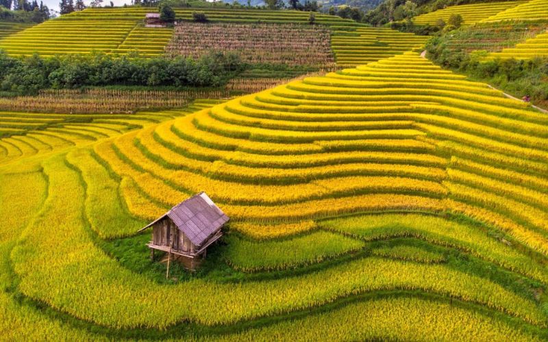 Stagione del riso dorato in Sapa
