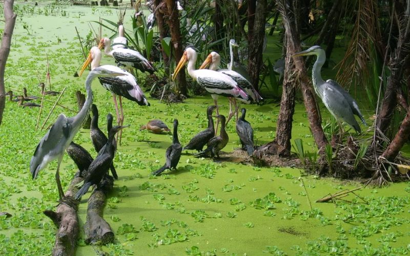 Fauna e flora di Tra Su