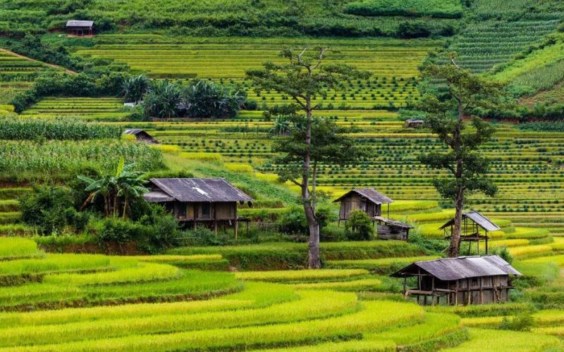 Mu Cang Chai