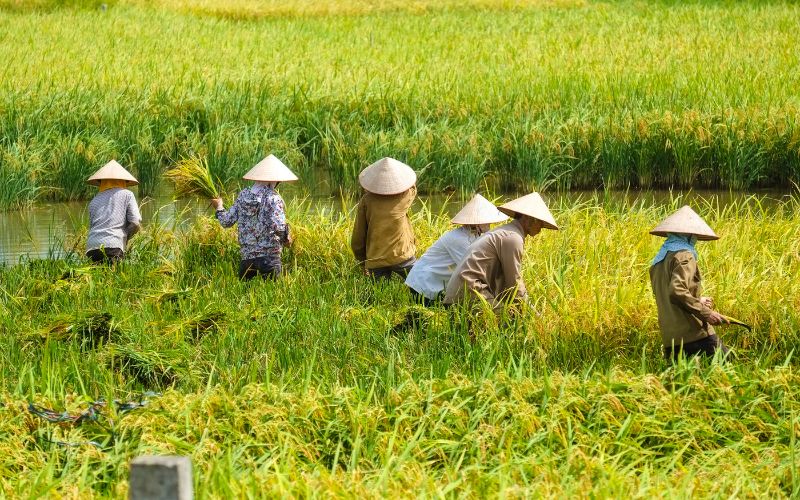 Clima in Vietnam ad Agosto
