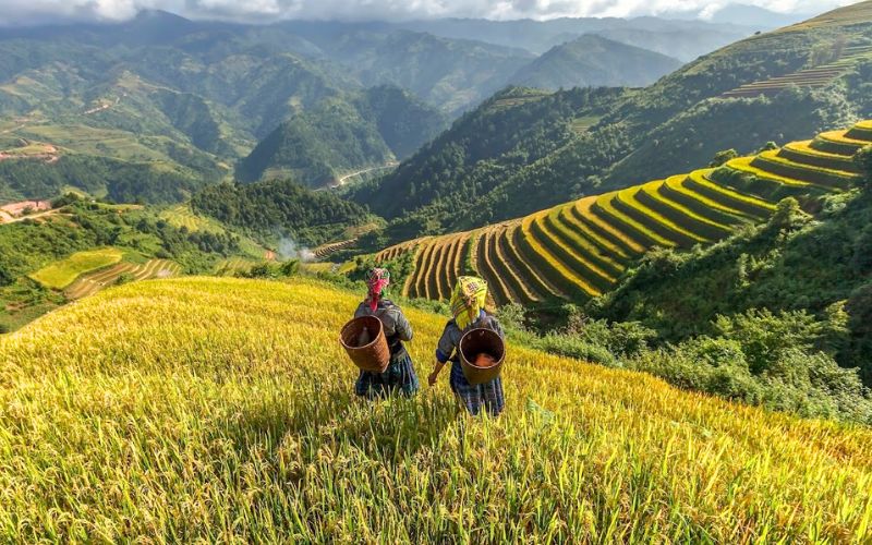 Sapa