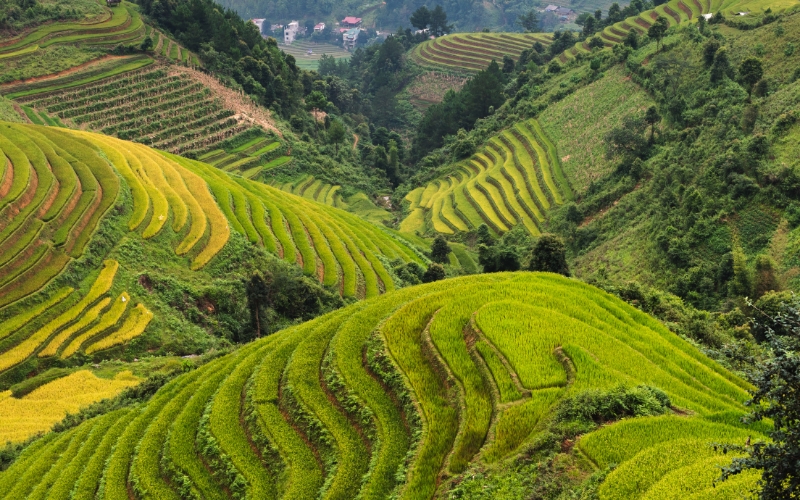 Le risaie terrazzate a Sapa