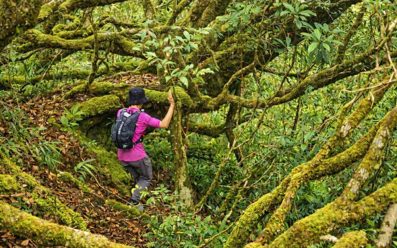 Trekking nella foresta tropicale