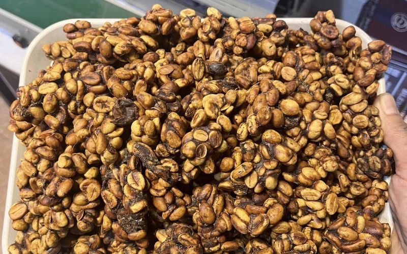 Il caff&egrave; di luwak vietnamita