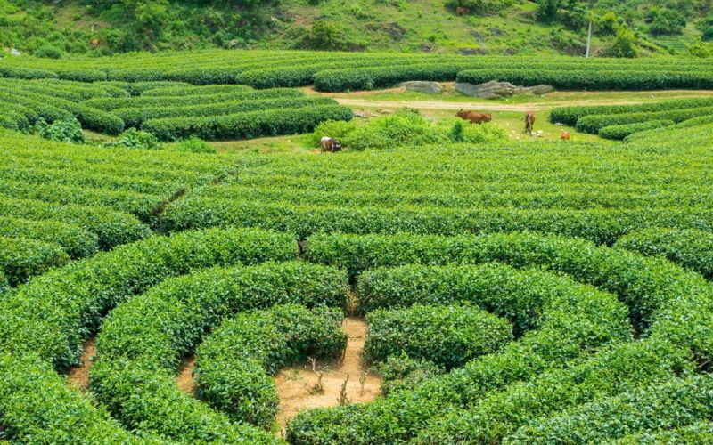 La Collina da T&egrave; a forma di cuore