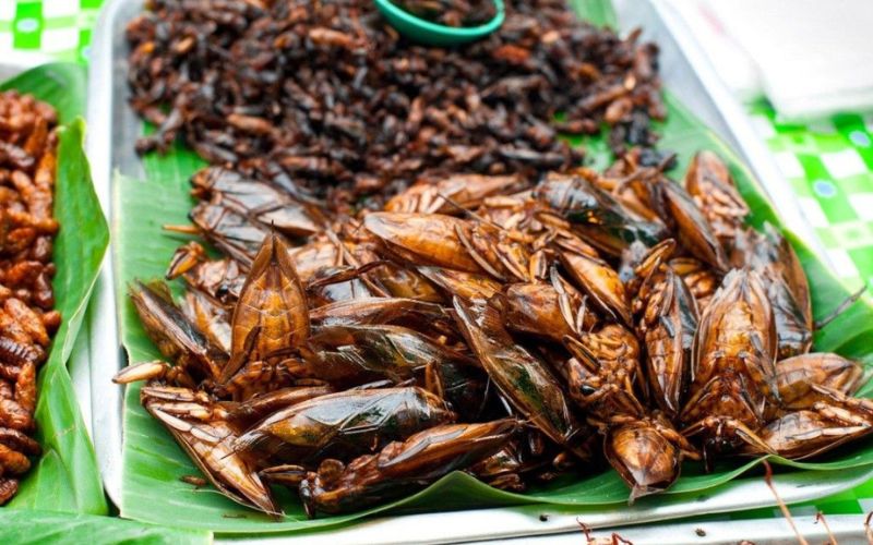 Animali selvatici e insetti esotici