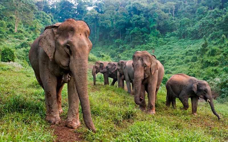 Centro di Conservazione degli Elefanti