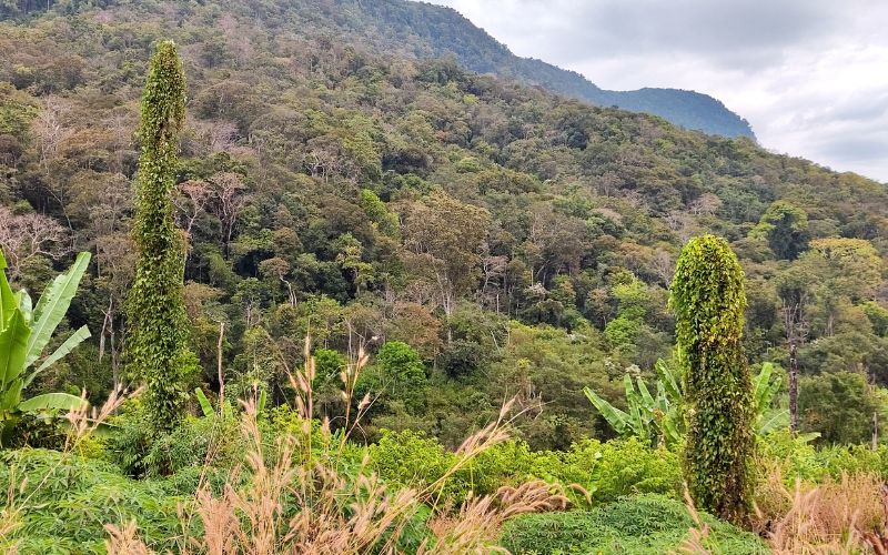 Una Panoramica su Bolaven