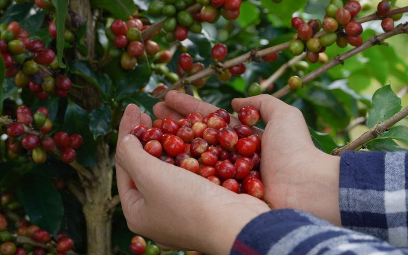 Robusta cambodgien
