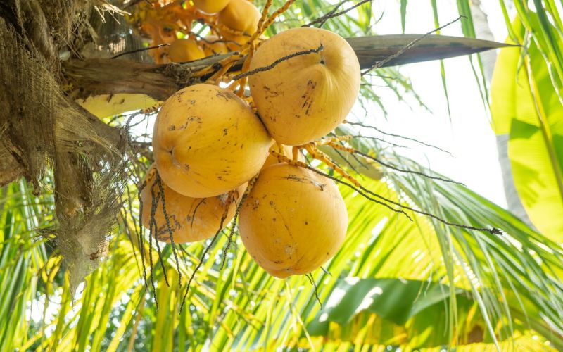 Noix de coco