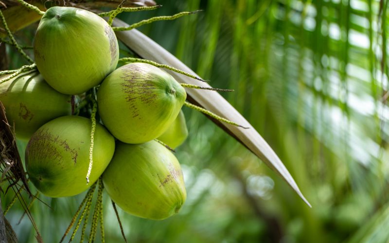  Noix de coco fra&icirc;che 