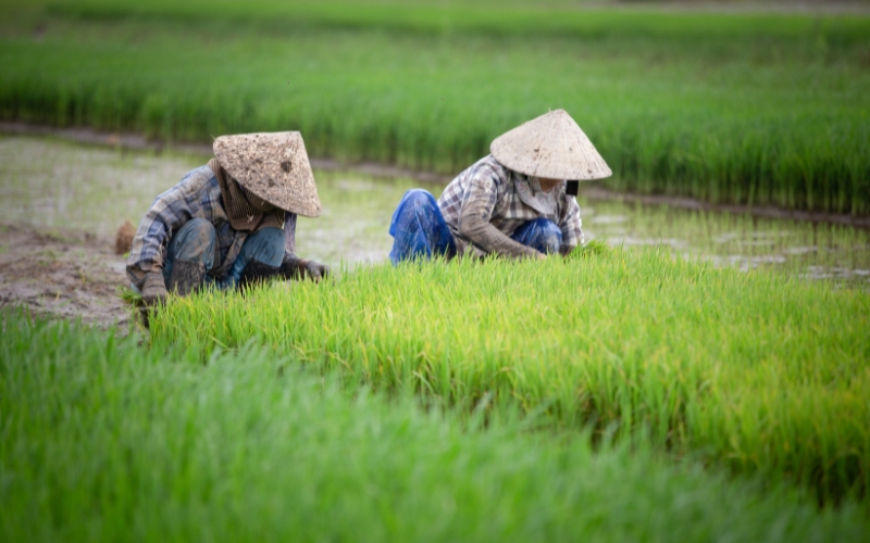 Culture du riz au Vietnam