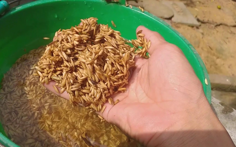 Culture du riz au Vietnam