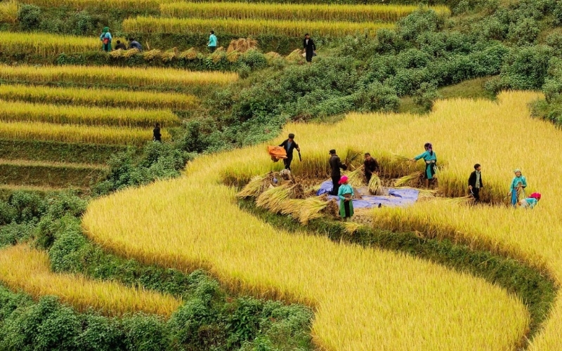 Culture du riz au Vietnam