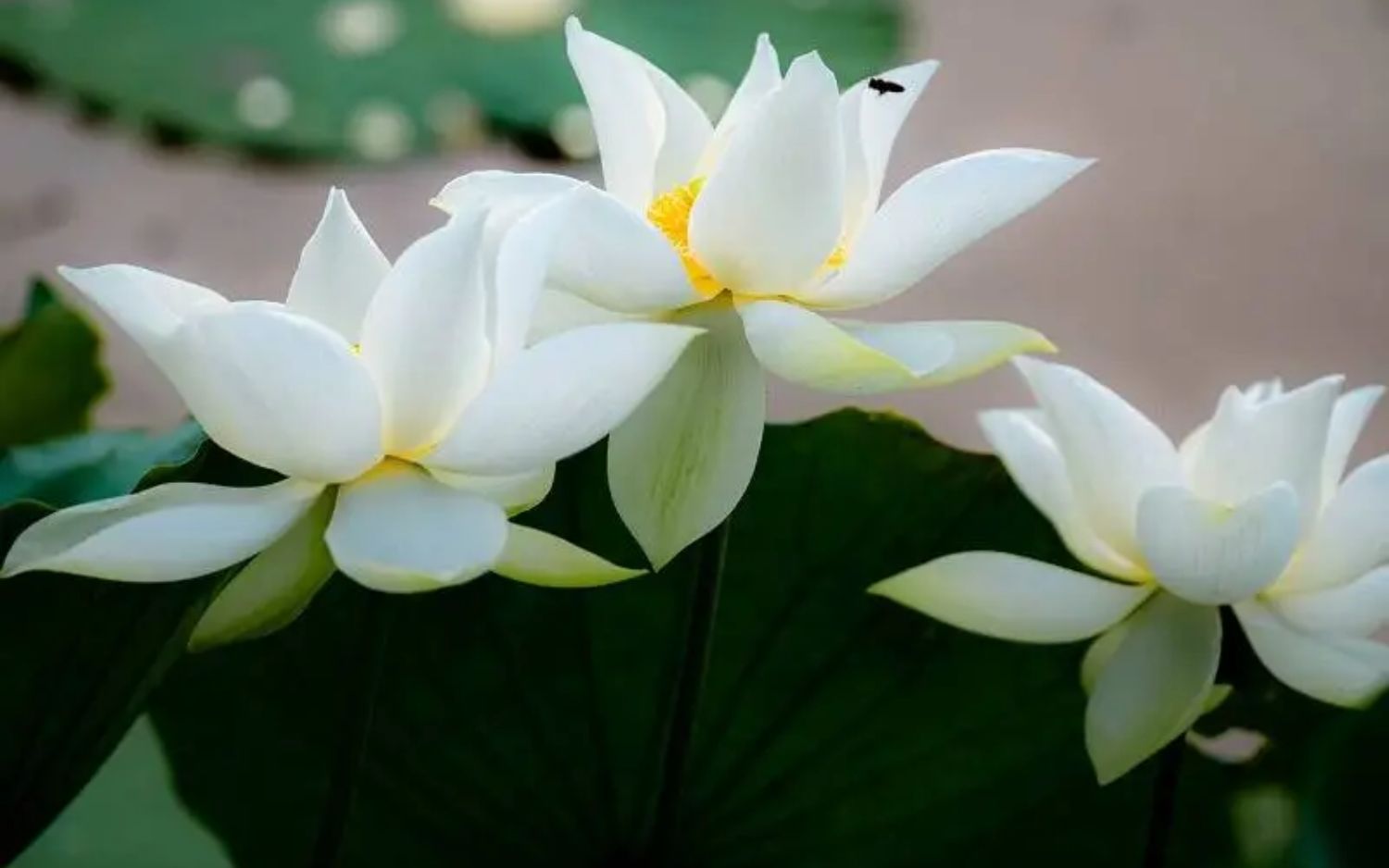 La saison des lotus &agrave; Hu&eacute;