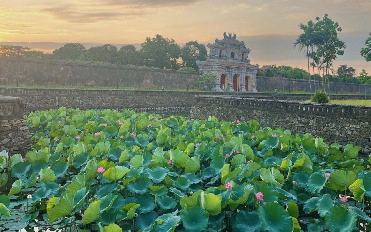 La saison des lotus &agrave; Hu&eacute; 