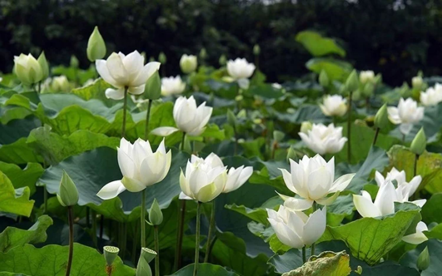 La saison des lotus &agrave; Hu&eacute;