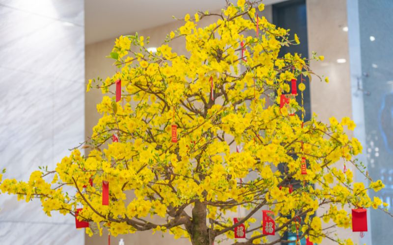 Fleurs de mai jaune ( hoa mai )