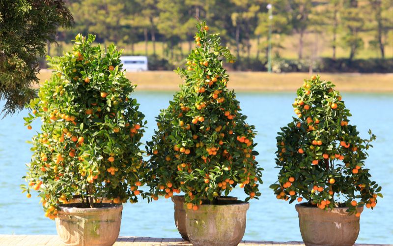 Kumquats