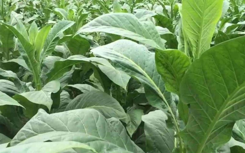 R&eacute;colte des feuilles de tabac