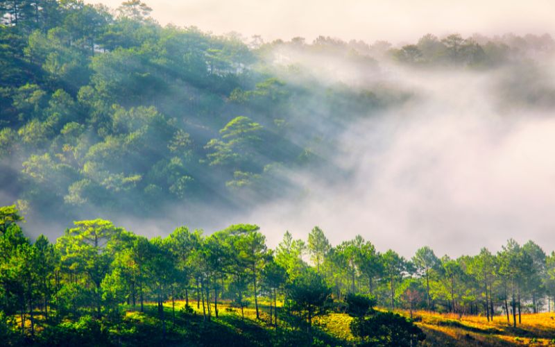 Meilleure période pour visiter Dalat : guide pratique mois par mois